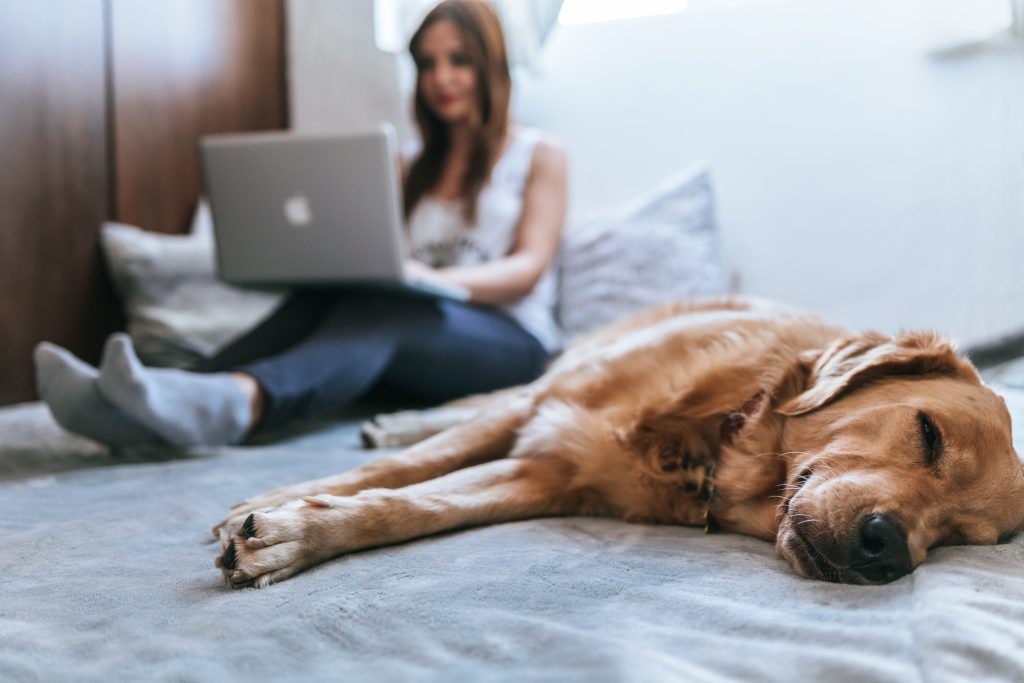 Cane golden retriever di colore crema dorme sul letto accanto alla padrona che sta lavorando col computer sulle ginocchia