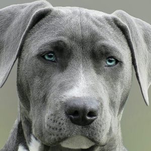 cane pitbul simil amstaff grigio con gli occhi azzurri che guarda in maniera circospetta