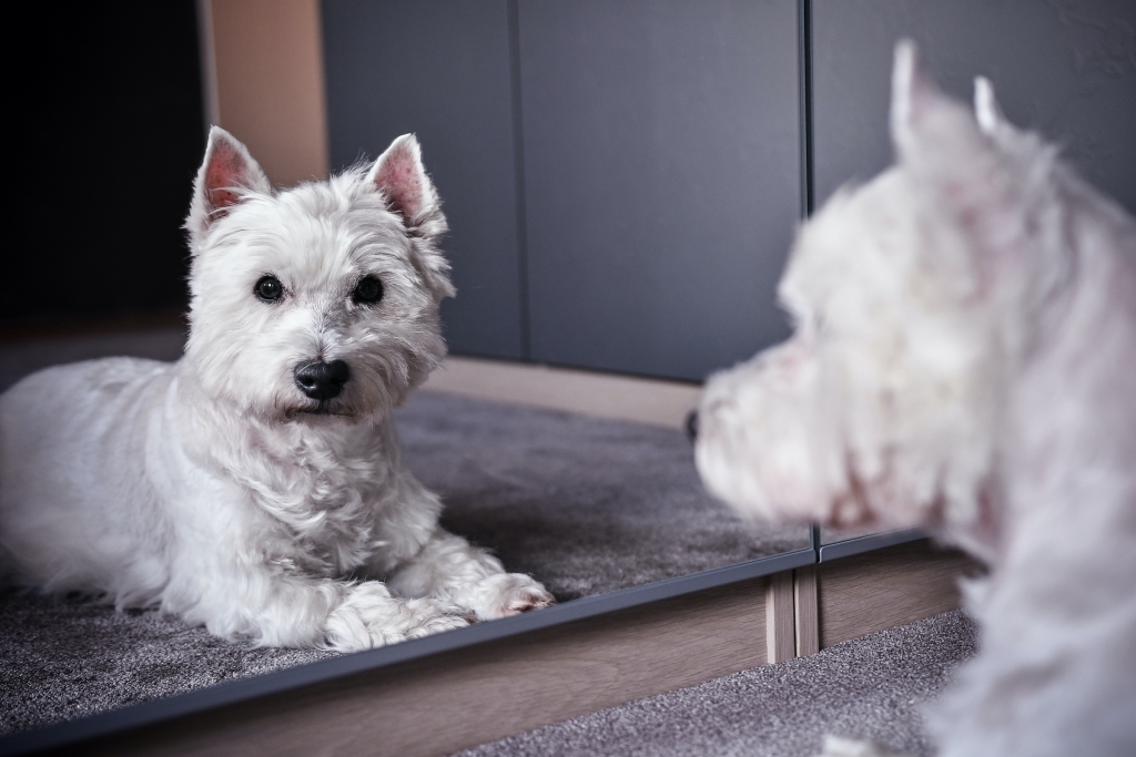 Cane Westie (West Highland Terrier) bianco si guarda allo specchio