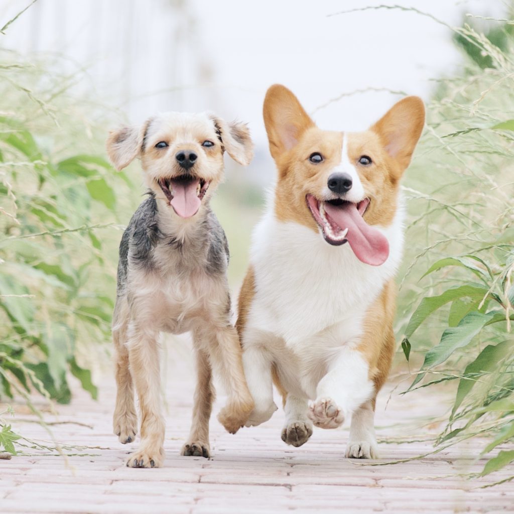 due cani di piccola taglia, un meticcio e un corgi, corrono insieme felici con la lingua penzoloni